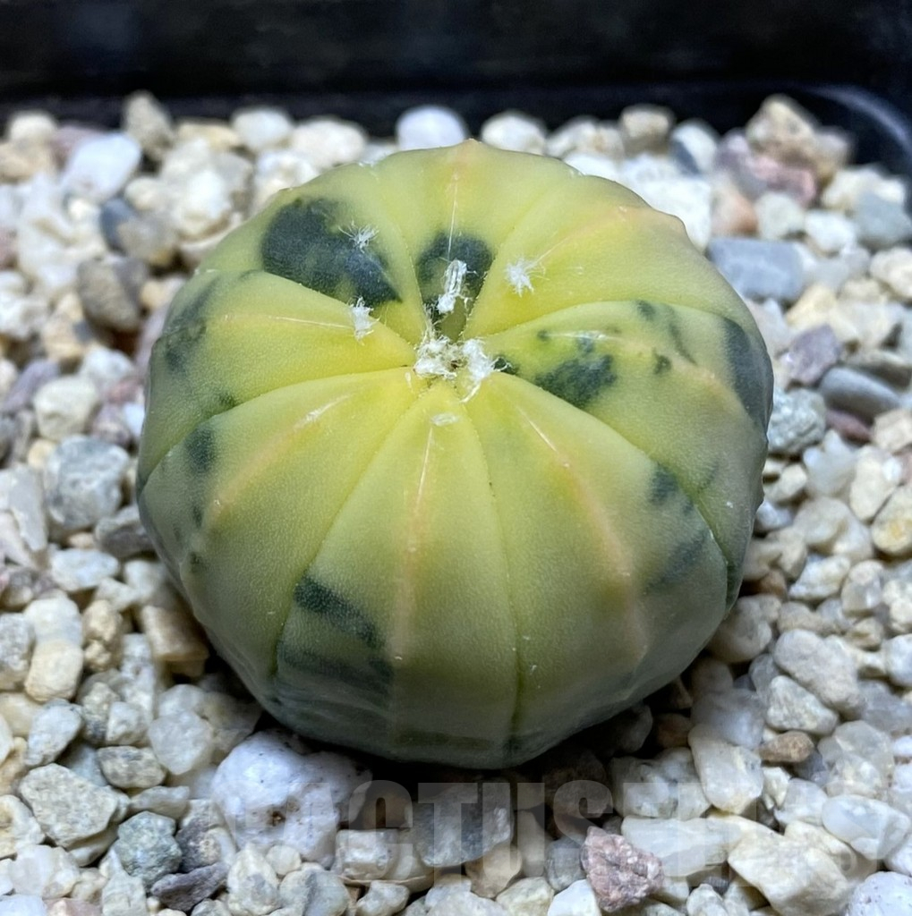 SHPR38022 Astrophytum asterias f. variegata