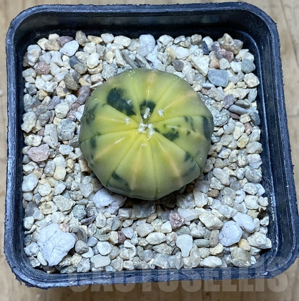 SHPR38022 Astrophytum asterias f. variegata – Bild 2