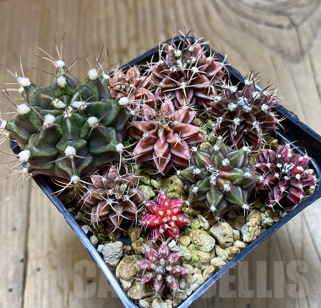 SHPR38026 Gymnocalycium mix