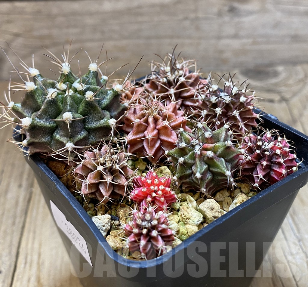 SHPR38026 Gymnocalycium mix - immagine 3