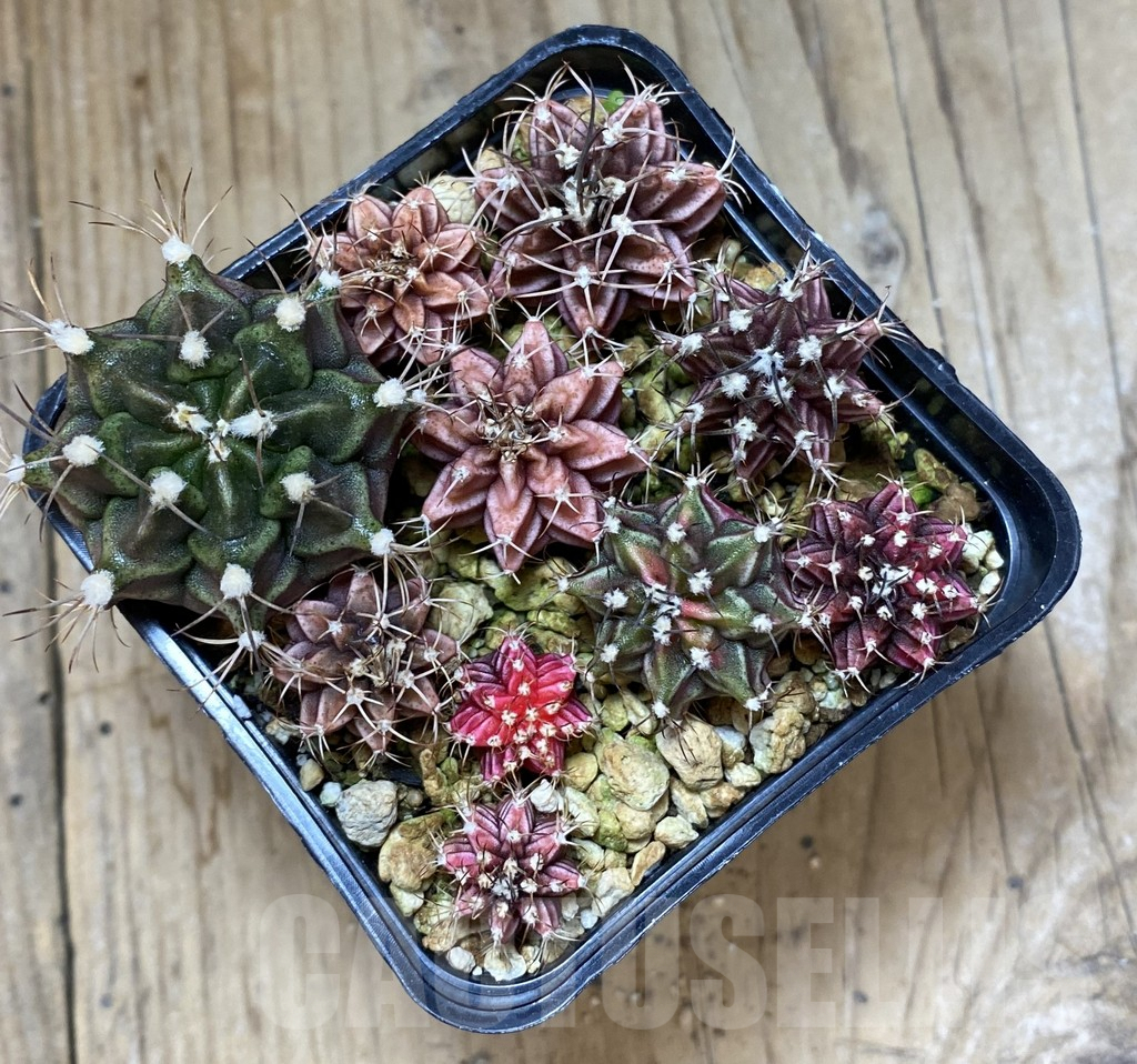 SHPR38026 Gymnocalycium mix - immagine 2