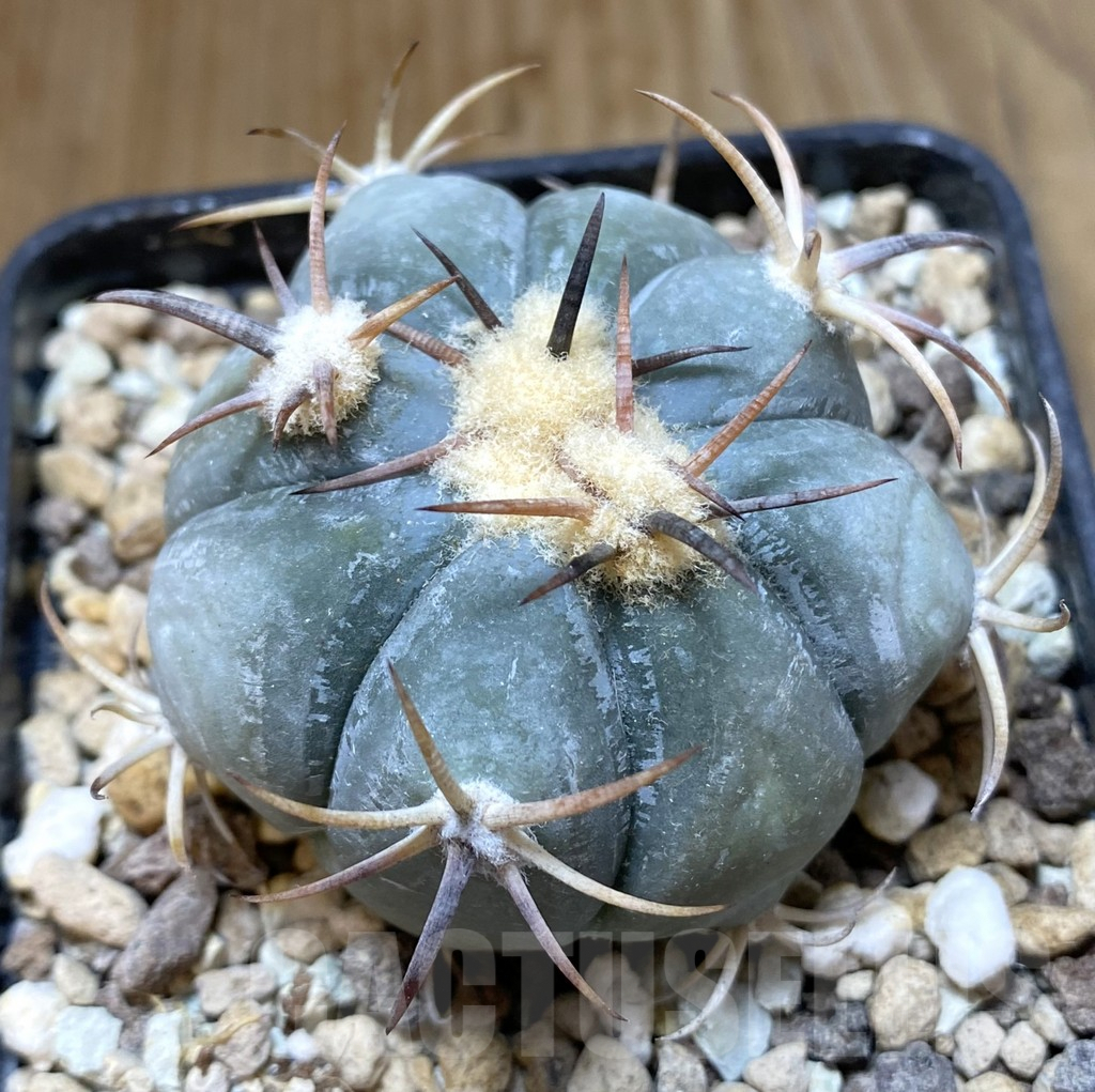 SHPR38028 Echinocactus horizonthalonius