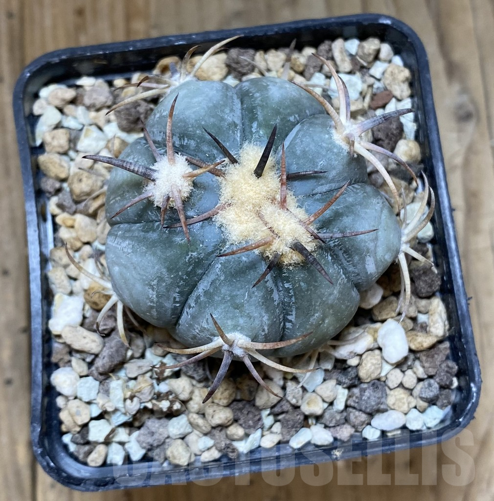 SHPR38028 Echinocactus horizonthalonius – Bild 2