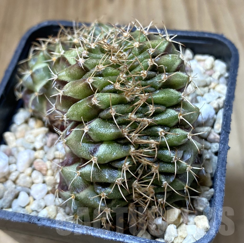 SHPR38029 Gymnocalycium mihanovichii f. cristata