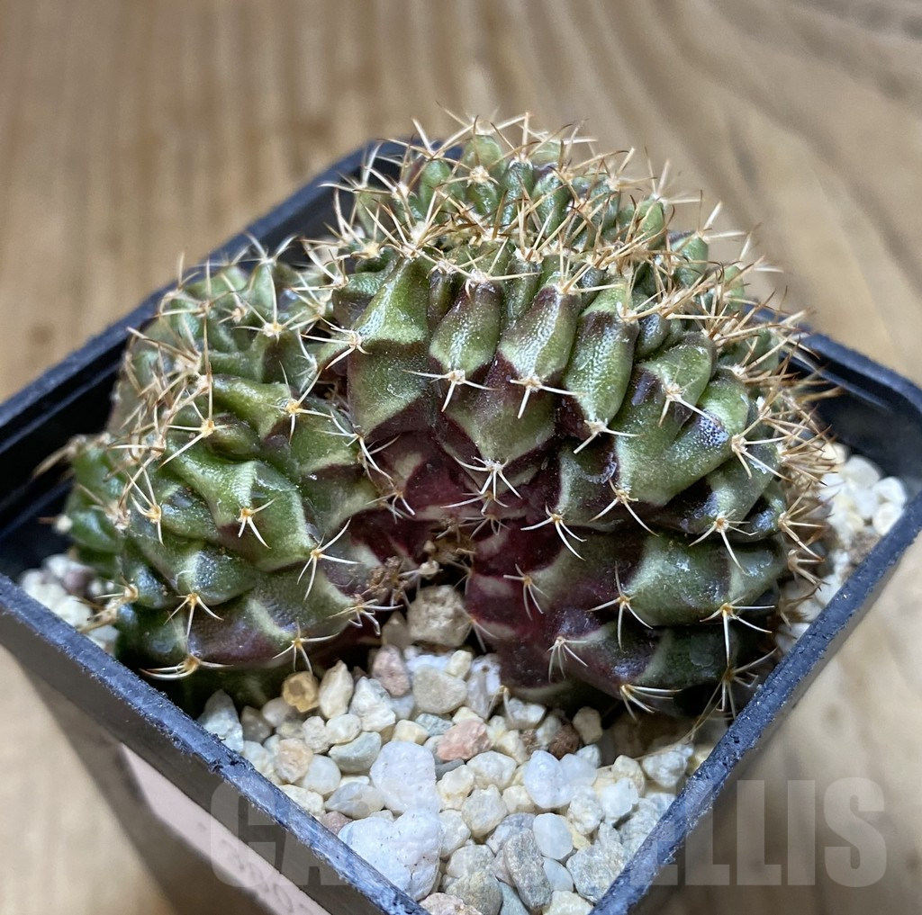 SHPR38029 Gymnocalycium mihanovichii f. cristata - immagine 2