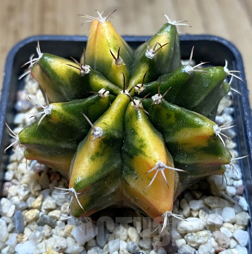 SHPR38030 Gymnocalycium mihanovichii f. variegata seedling