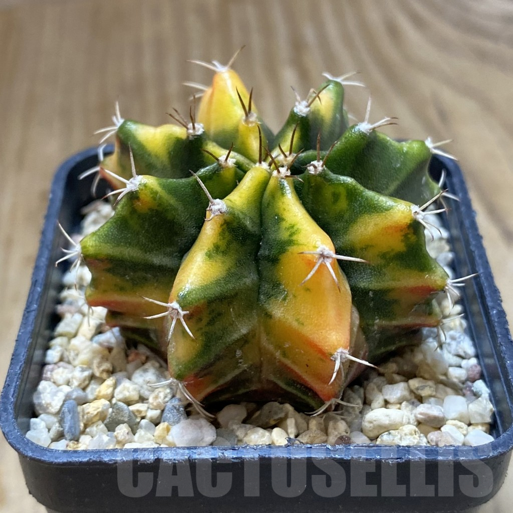 SHPR38030 Gymnocalycium mihanovichii f. variegata seedling - immagine 2
