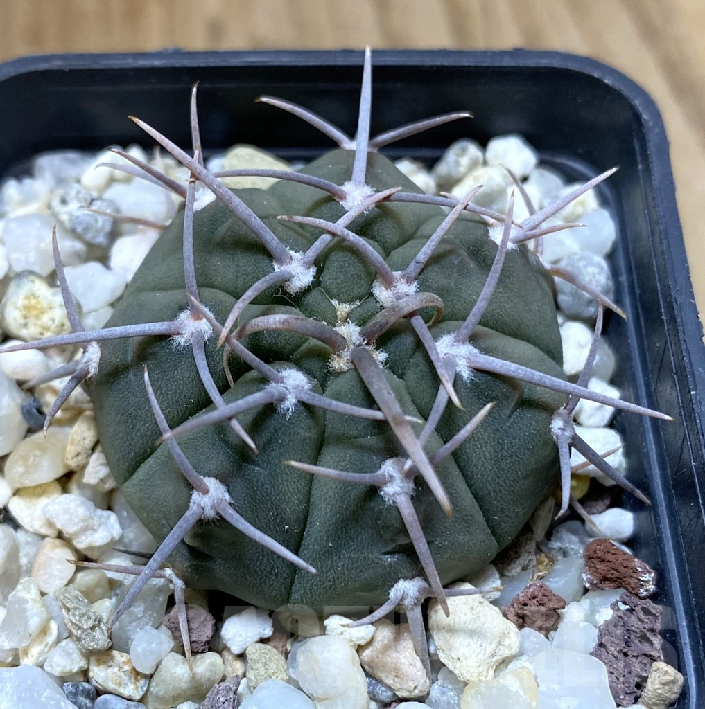 SHPR38031 Gymnocalycium vatteri, selection