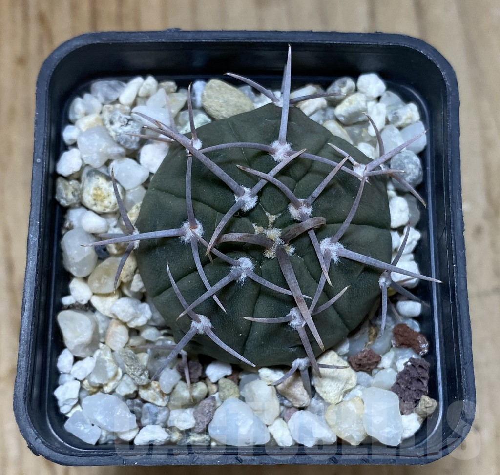 SHPR38031 Gymnocalycium vatteri, selection - Image 2
