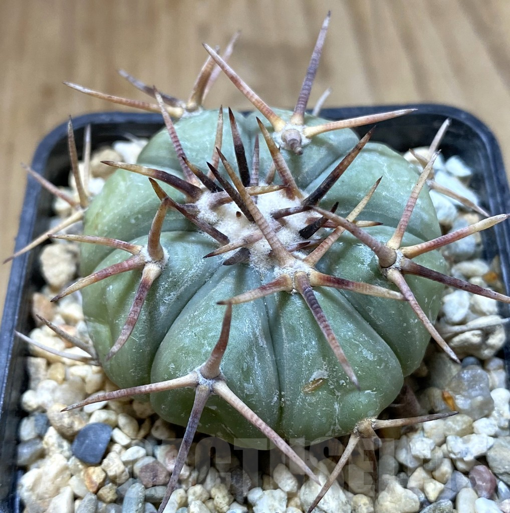 SHPR38032 Echinocactus horizonthalonius