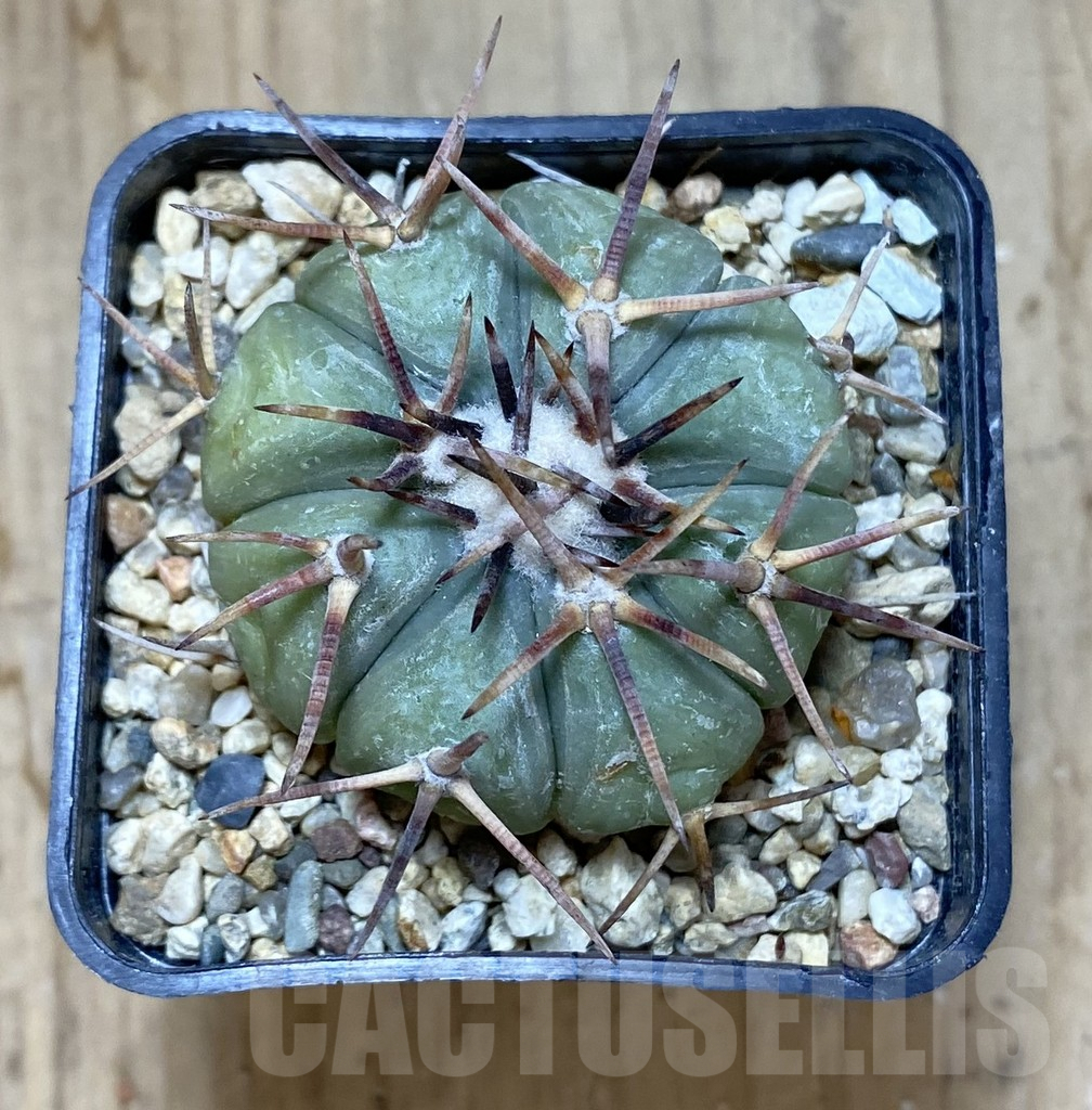 SHPR38032 Echinocactus horizonthalonius - Image 2