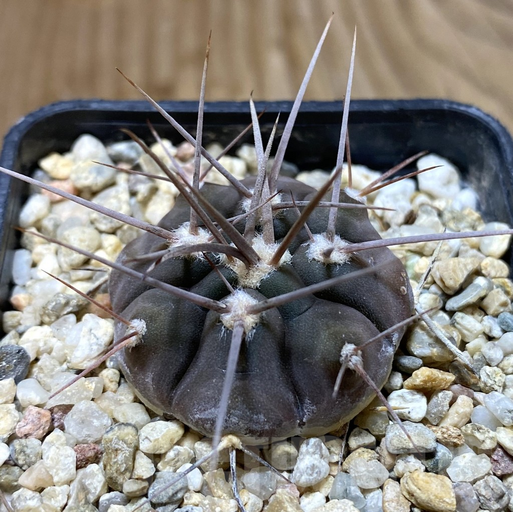 SHPR38033 Gymnocalycium rhodantherum P 79