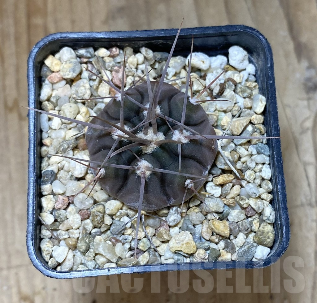SHPR38033 Gymnocalycium rhodantherum P 79 - Image 2