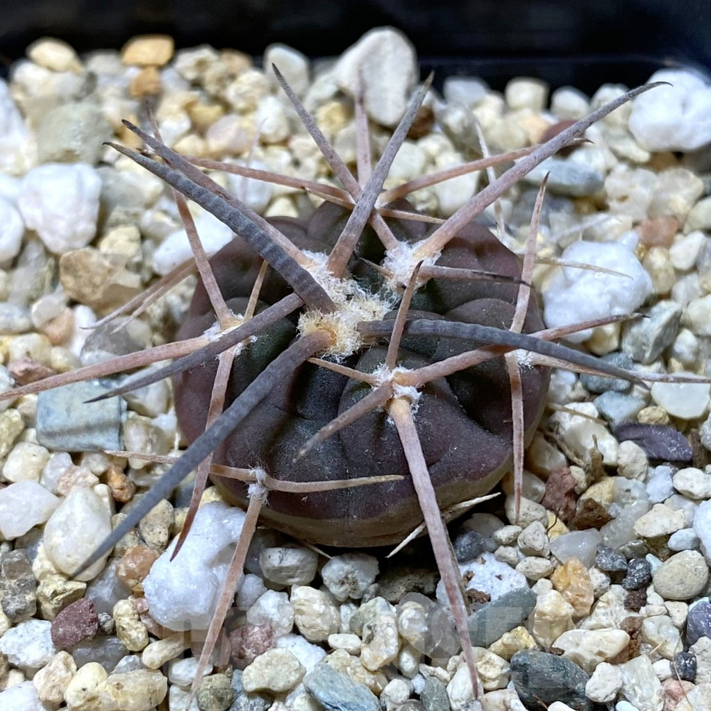 SHPR38035 Gymnocalycium spegazzinii LF 63 B