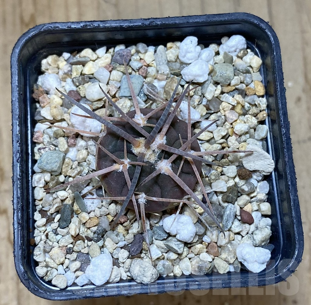 SHPR38035 Gymnocalycium spegazzinii LF 63 B - Image 2