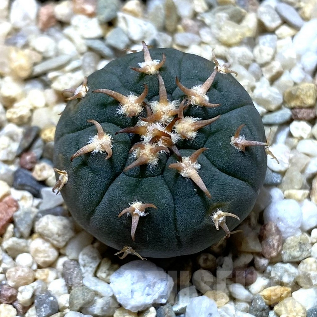 SHPR38036 Gymnocalycium spegazzinii v. unguispinum SL443