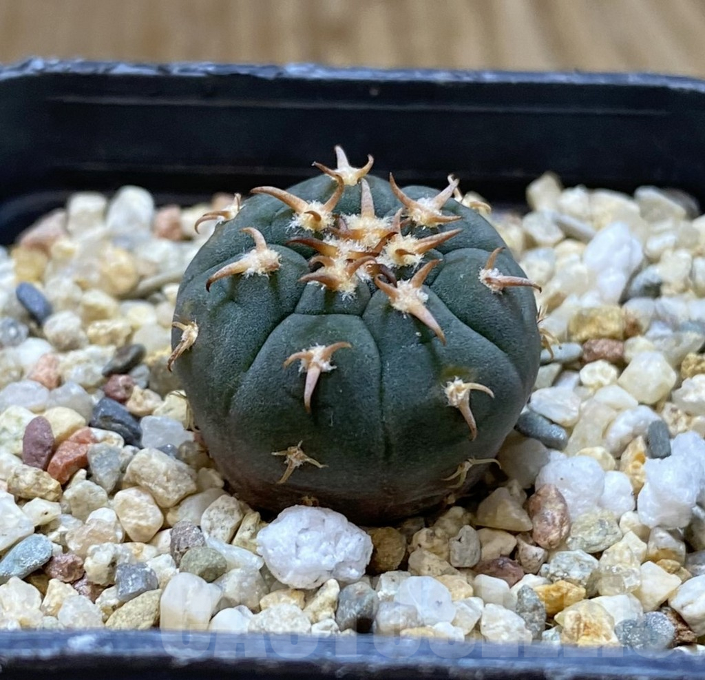 SHPR38036 Gymnocalycium spegazzinii v. unguispinum SL443 - Image 2