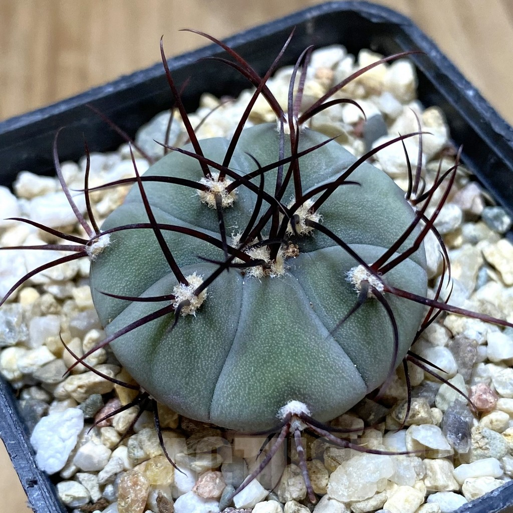 SHPR38039 Gymnocalycium cabreraense VOS 2122