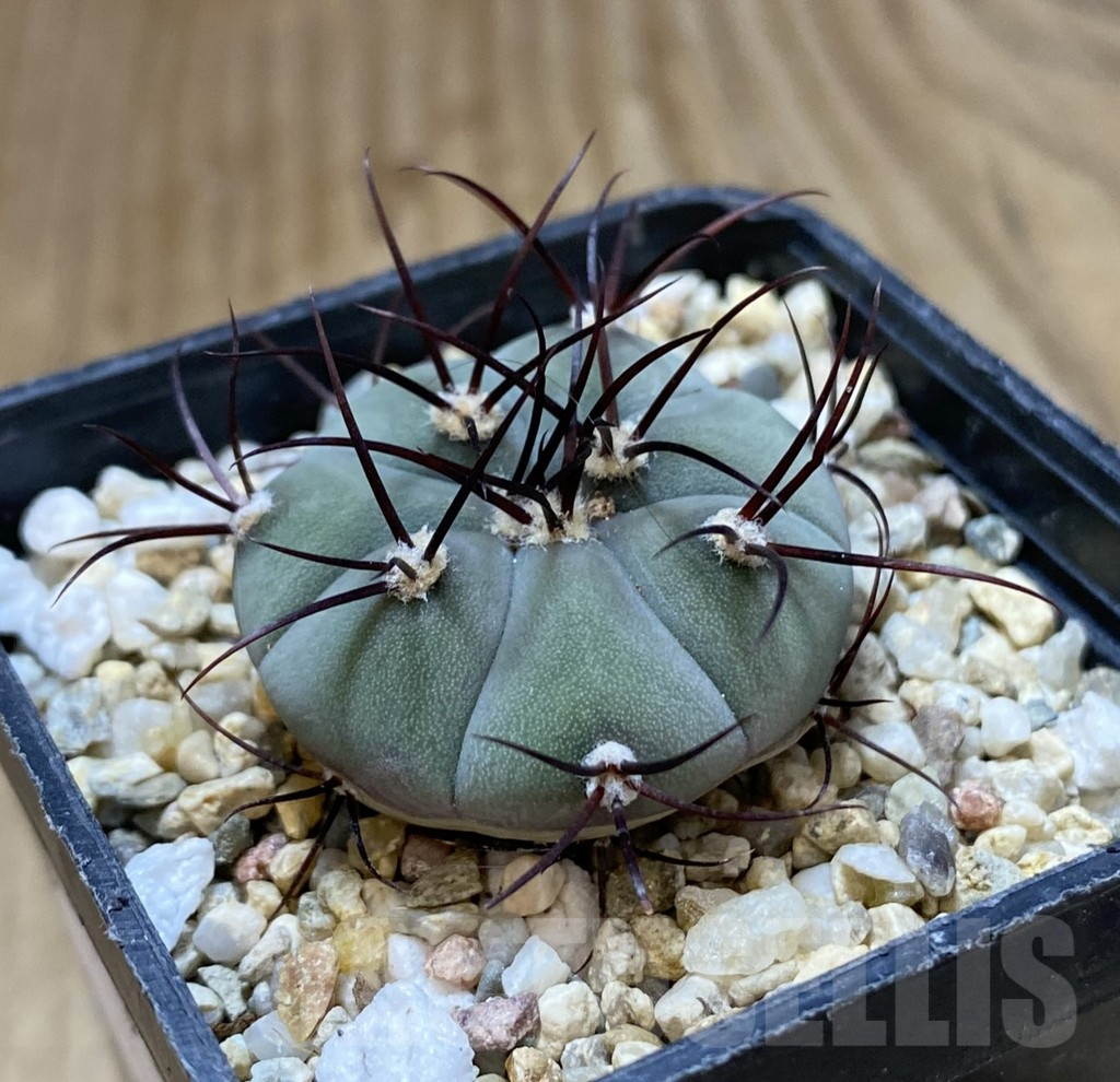 SHPR38039 Gymnocalycium cabreraense VOS 2122 - Obrázek 2
