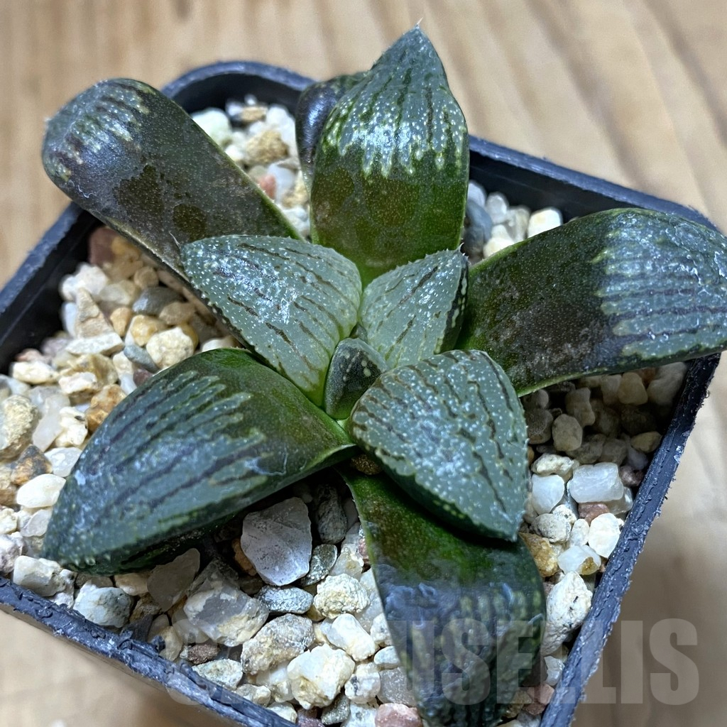 SHPR37987 Haworthia ‘Kuroshima Dekenahii’ hybrid
