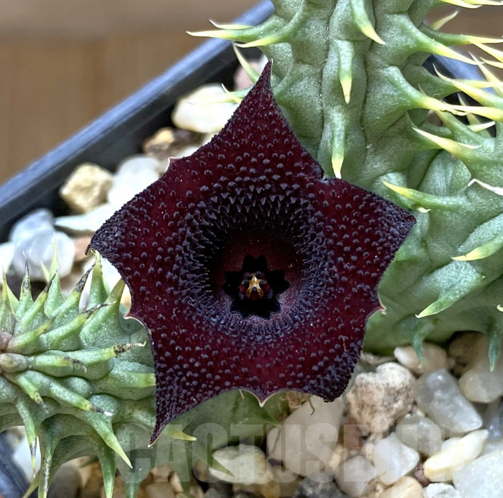 SHPR38041 Huernia schneideriana ‘Red Dragon’