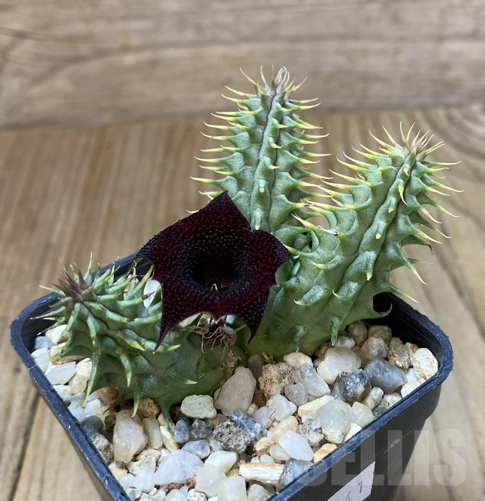 SHPR38041 Huernia schneideriana ‘Red Dragon’ - immagine 2
