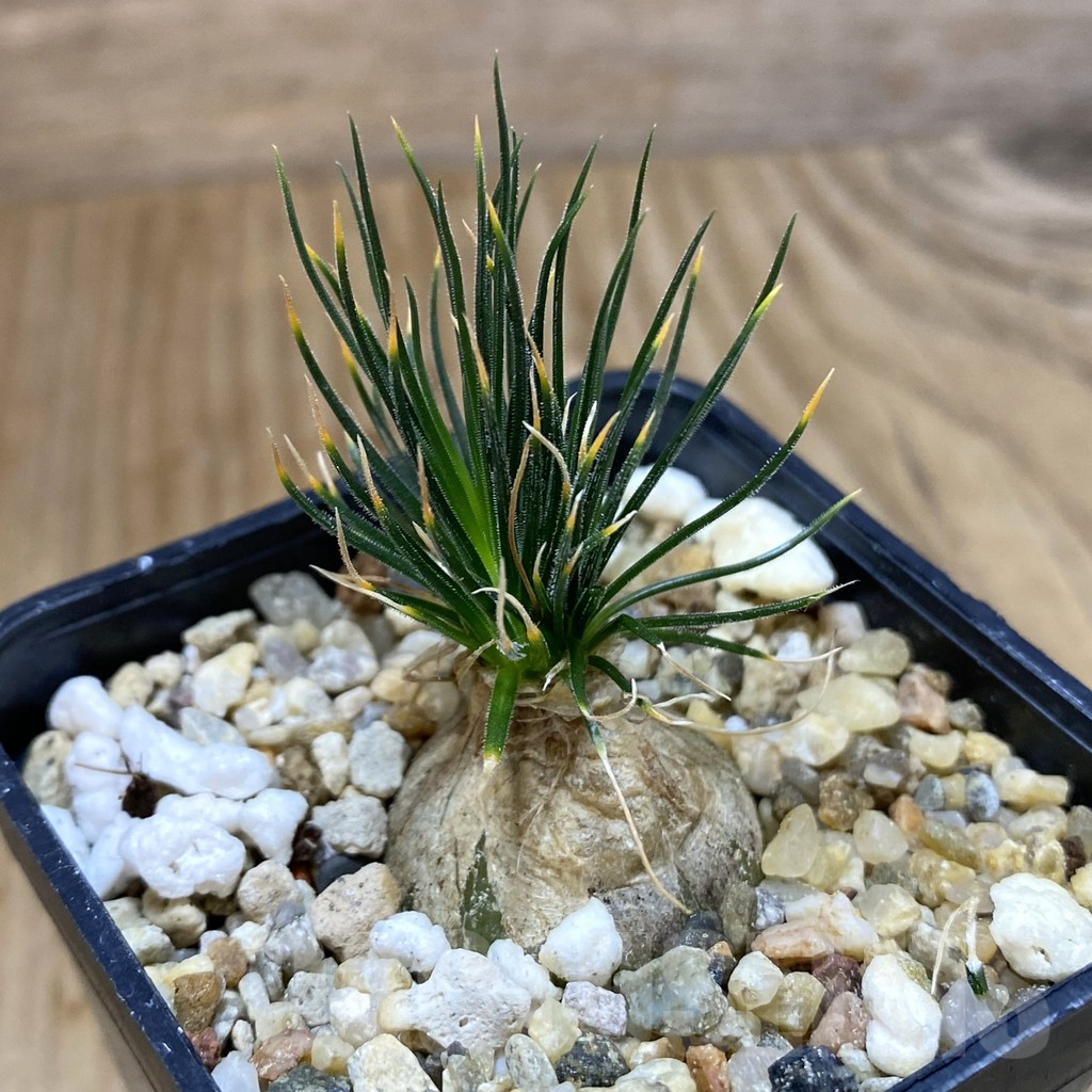 SHPR38043 Ornithogalum sardienii mini form