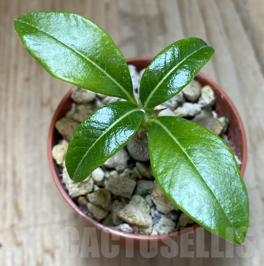 SHPR38044 Pachypodium baronii v. windsorii