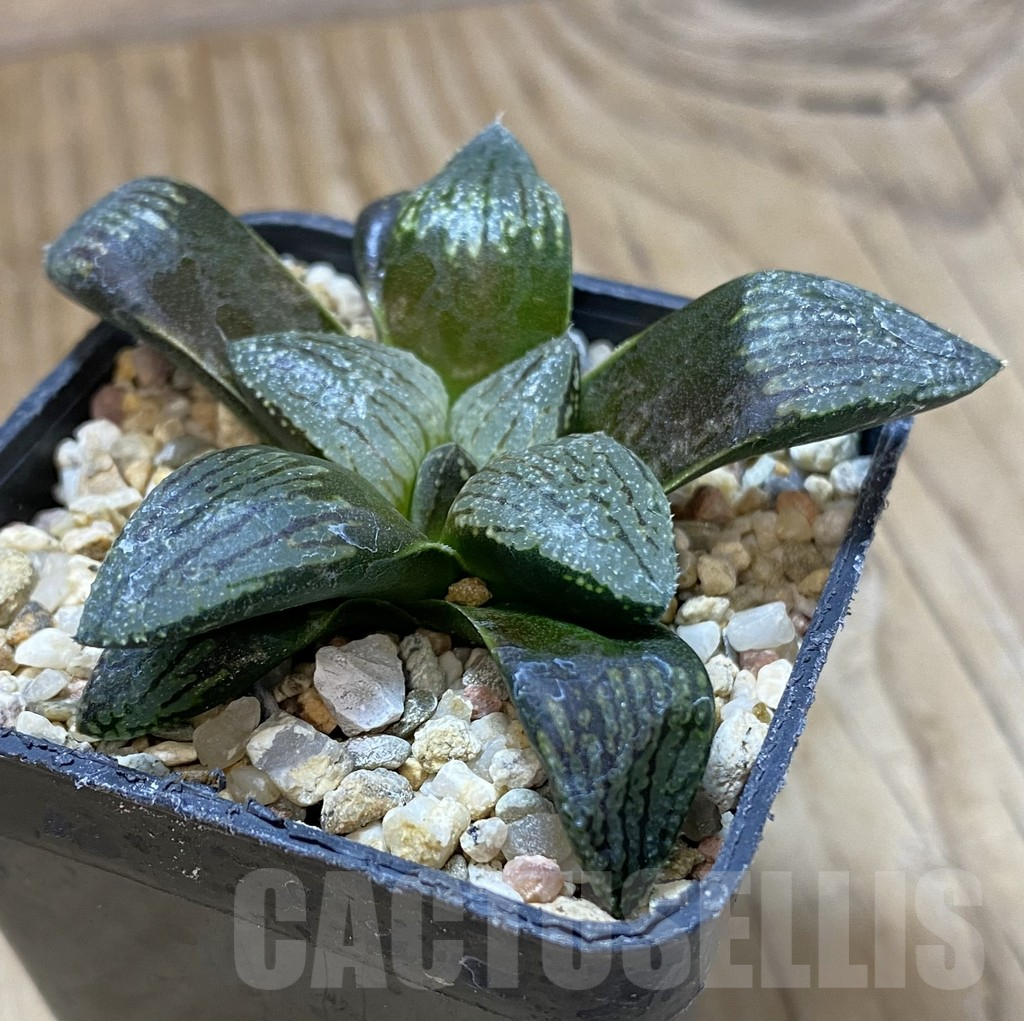 SHPR37987 Haworthia ‘Kuroshima Dekenahii’ hybrid - Image 2