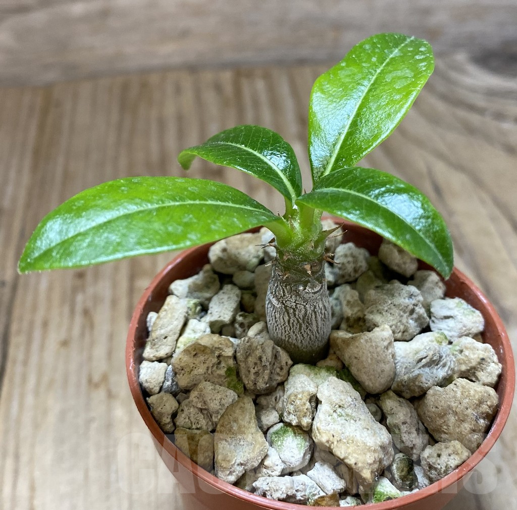 SHPR38044 Pachypodium baronii v. windsorii - Imagen 2