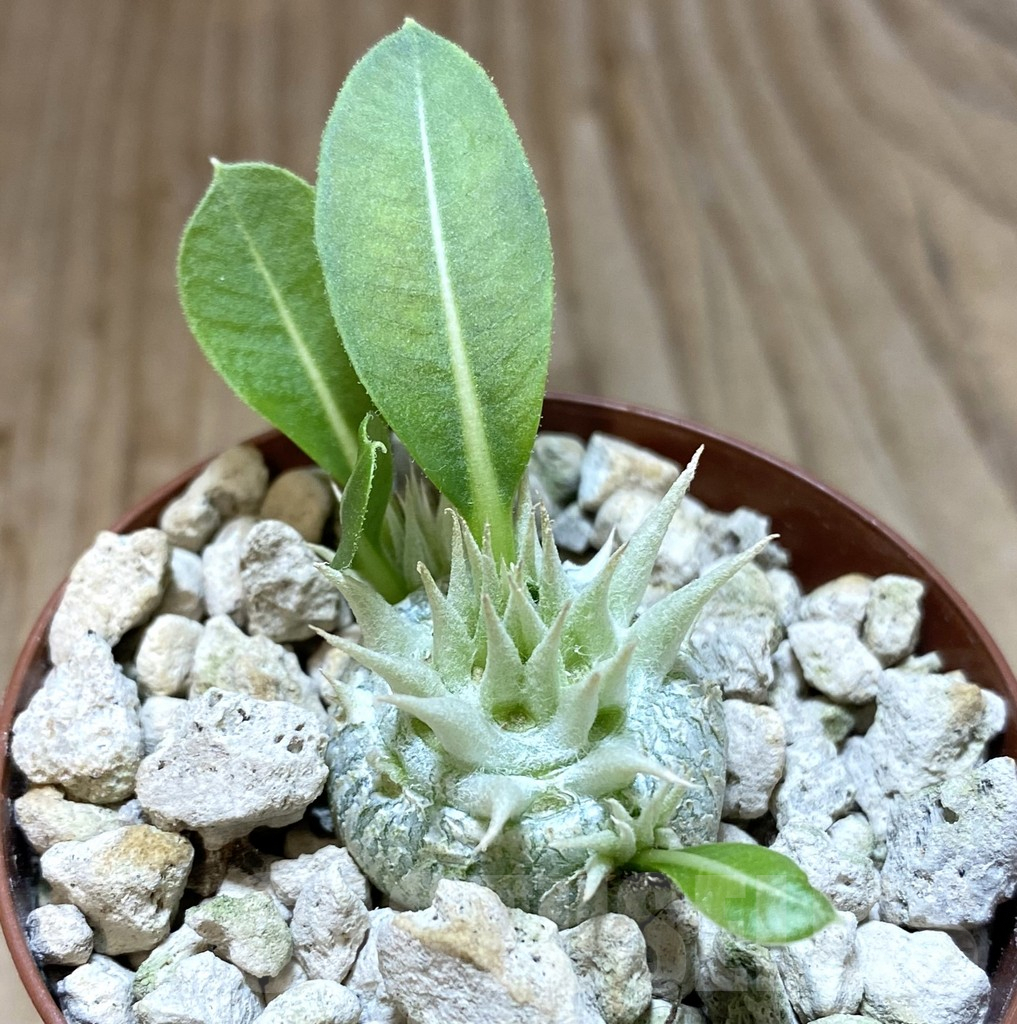 SHPR38045 Pachypodium brevicaule v. leucoxanthum