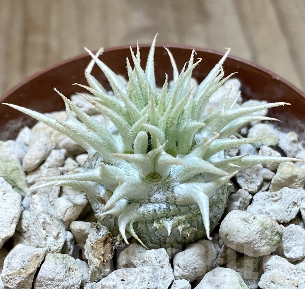 SHPR38046 Pachypodium brevicaule v. leucoxanthum