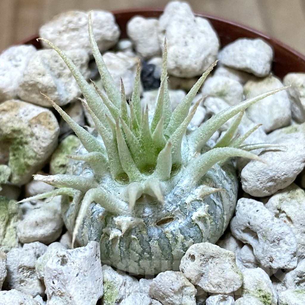 SHPR38047 Pachypodium brevicaule v. leucoxanthum