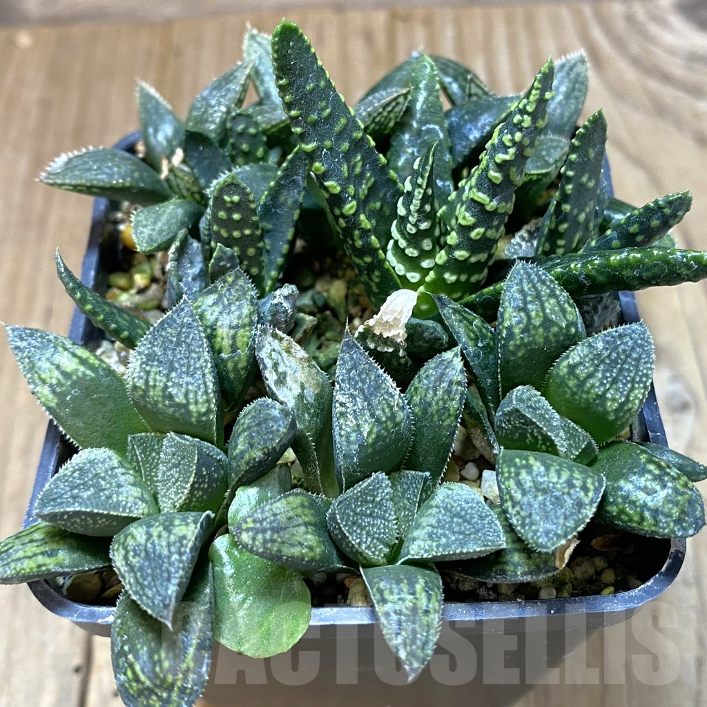 SHPR37982 Haworthia mix - Image 2