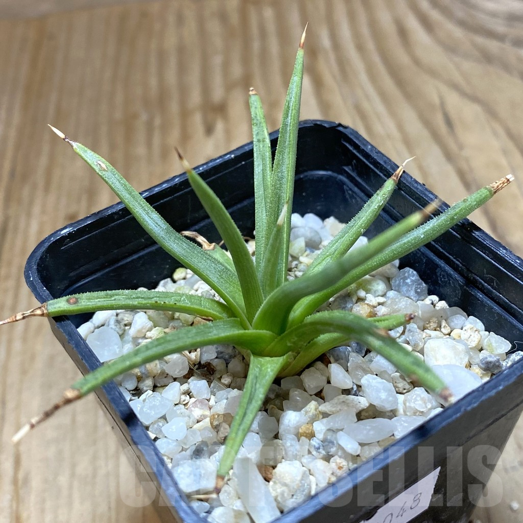 SHPR38048 Agave albopilosa - Image 2