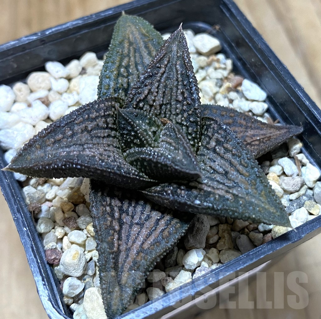 SHPR37988 Haworthia ‘Kintaikyo’ HCOX-11
