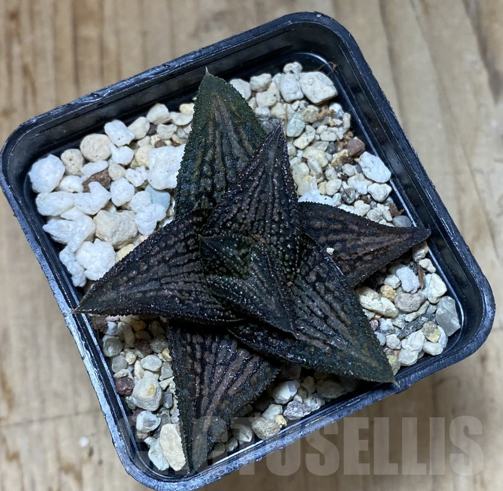 SHPR37988 Haworthia ‘Kintaikyo’ HCOX-11 - Image 2