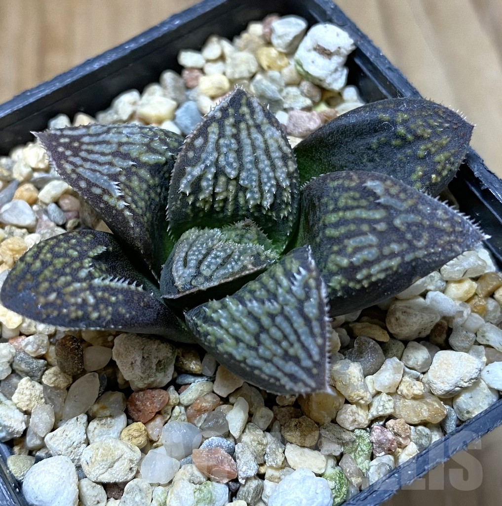 SHPR37989 Haworthia 'Black Rain' x ‘Kegazato’