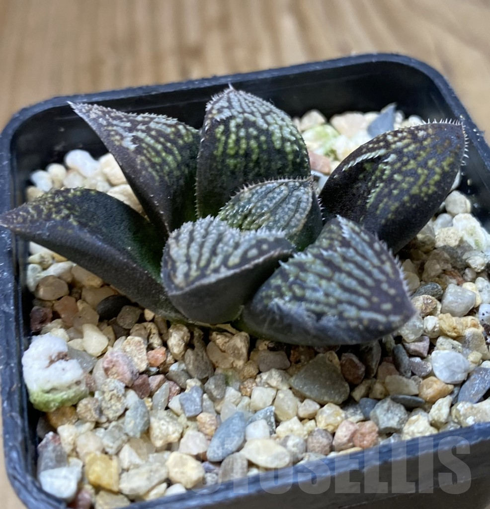 SHPR37989 Haworthia 'Black Rain' x ‘Kegazato’ - Image 2