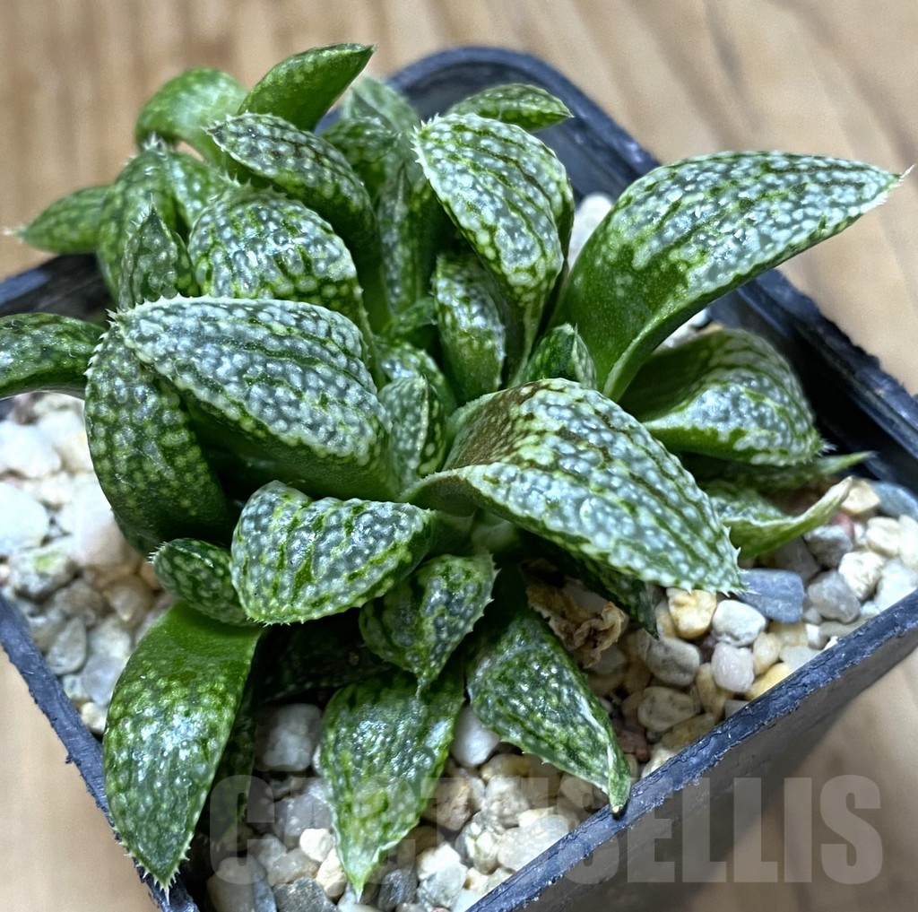 SHPR37990 Haworthia picta 'White'