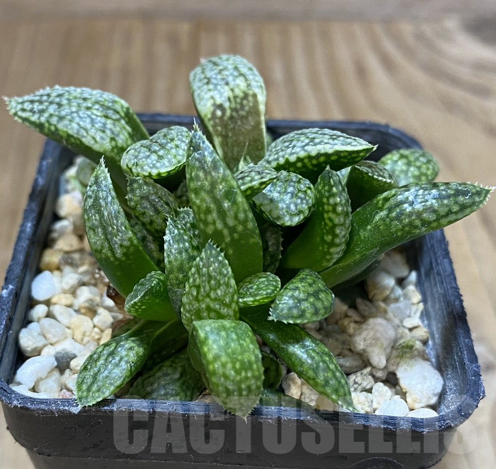 SHPR37990 Haworthia picta 'White' - Image 2