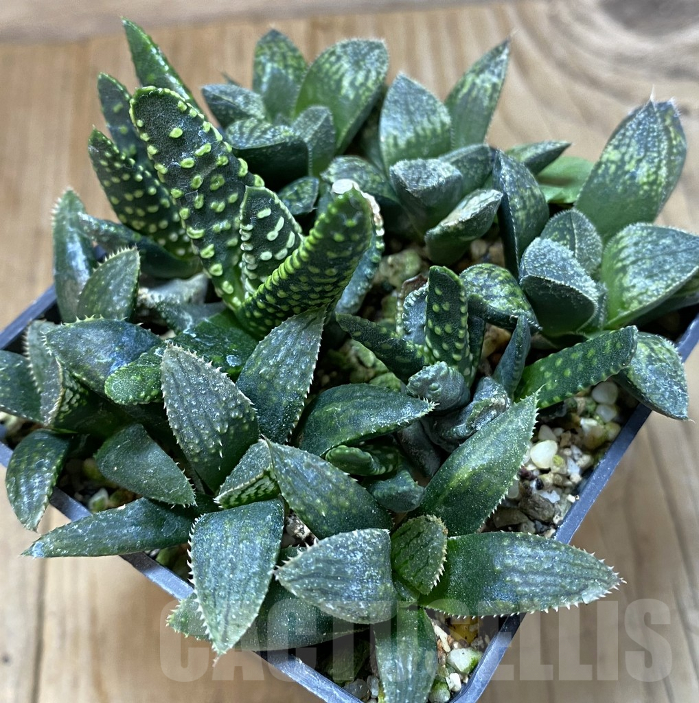 SHPR37982 Haworthia mix