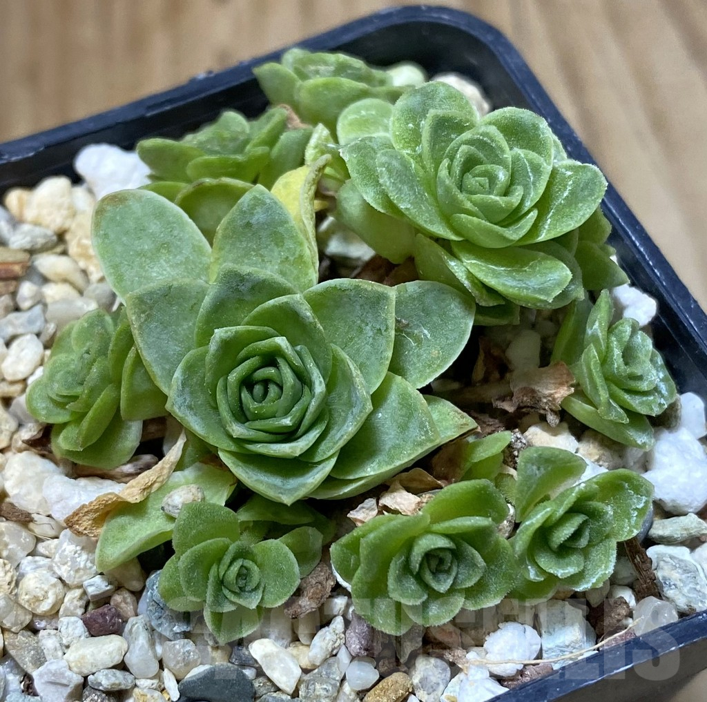 SHPR37991 Greenovia sp.