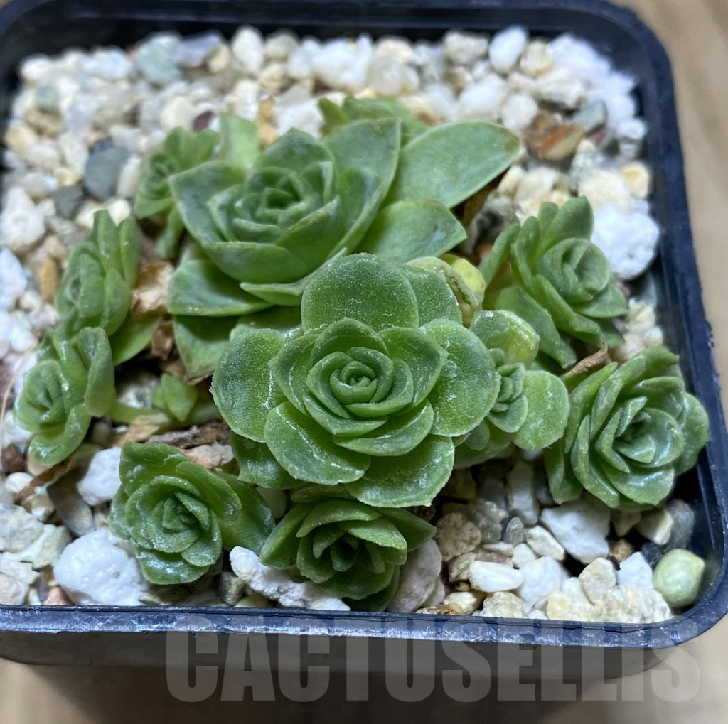 SHPR37991 Greenovia sp. - Image 2