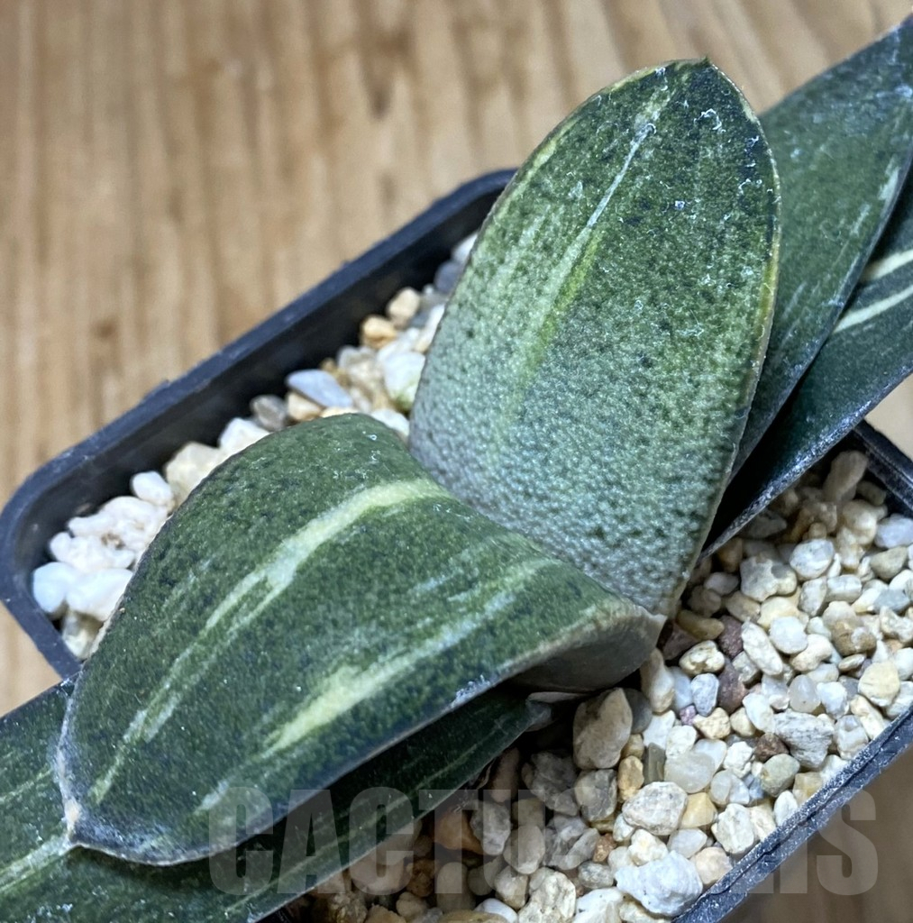 SHPR37992 Gasteria hybrid f. variegata