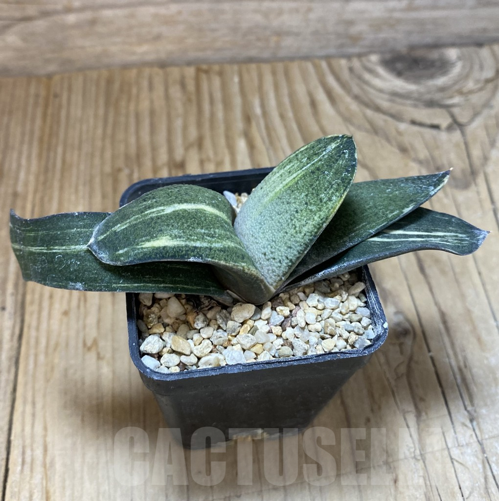 SHPR37992 Gasteria hybrid f. variegata - Image 2