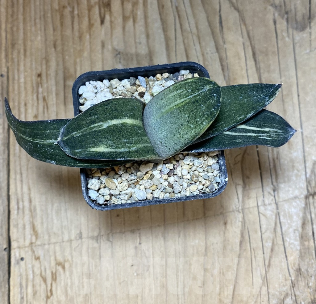 SHPR37992 Gasteria hybrid f. variegata - Image 3