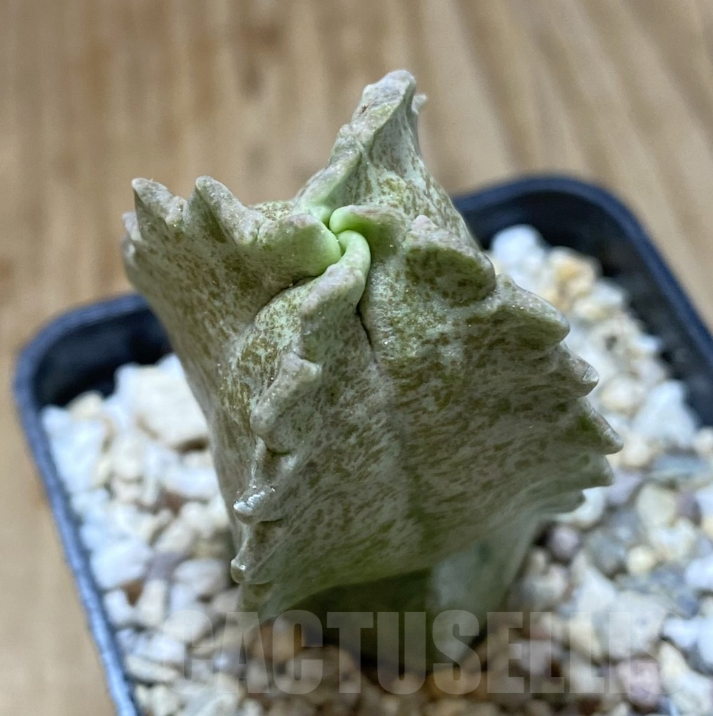 SHPR37993 Whitesloanea crassa