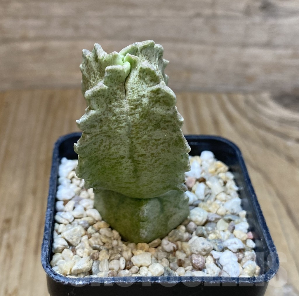 SHPR37993 Whitesloanea crassa - Image 2