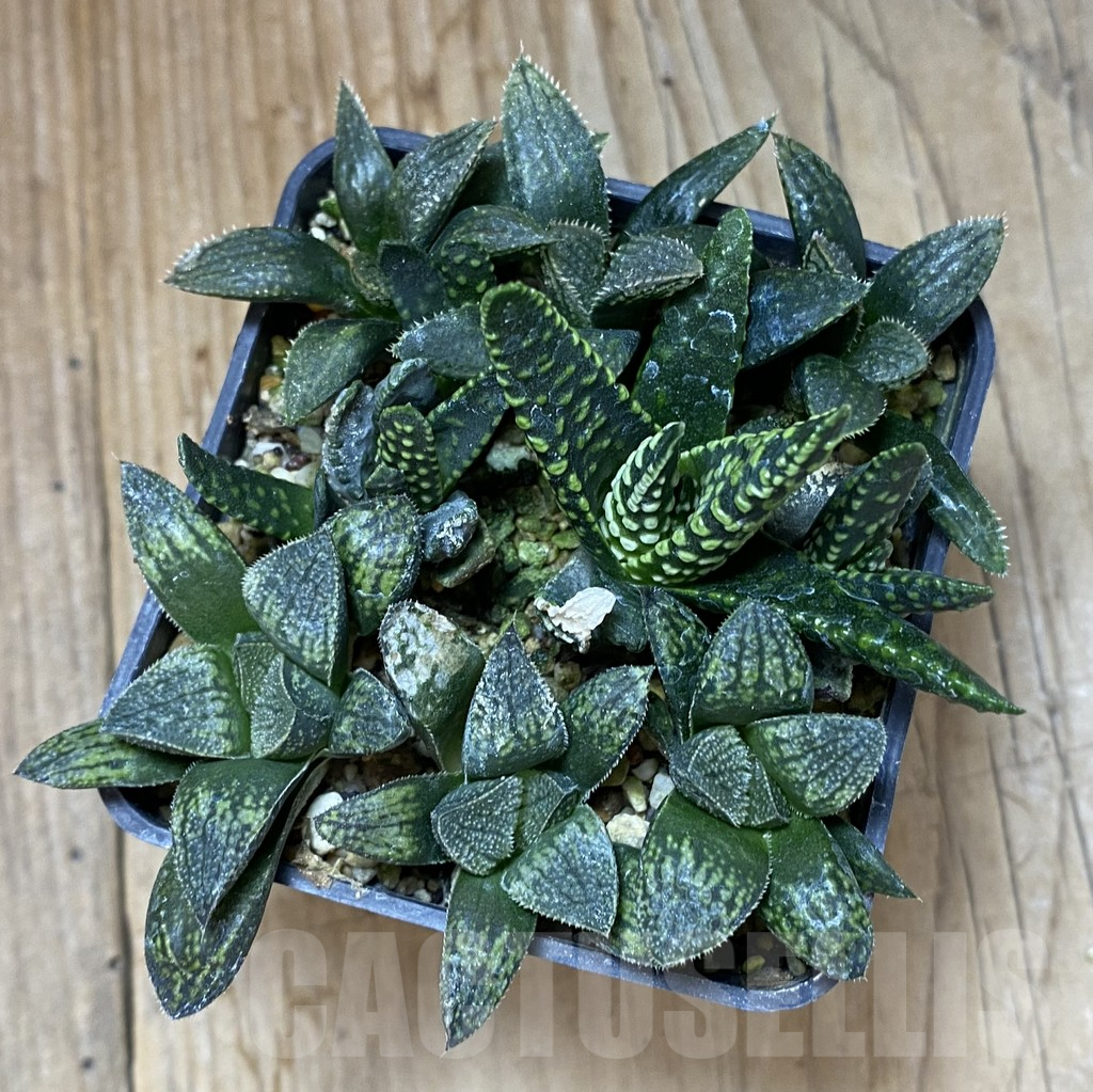 SHPR37982 Haworthia mix - Image 3